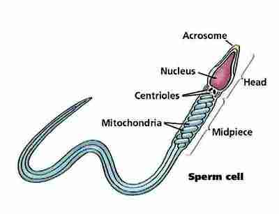 Sperm Cell